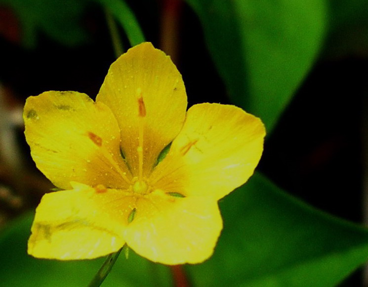 Lysimachia sp.